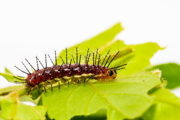Caterpillar of Rustic butterfly (cupha erymanthis) on leaf and white background