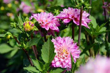 Pink Dahlia flowers under the sun on a summer day. Garden flowers.