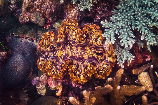 Yellow and purple Fluted Giant Clam or Squamosa Clam (Tridacna squamosa) is the largest living bivalve mollusk in Palawan island, Philippines  Marine life and underwater photography.