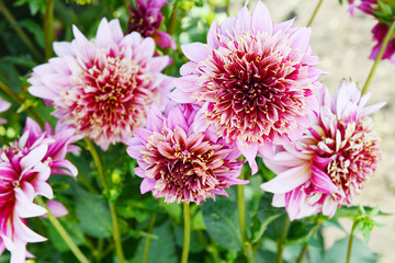 Fototapeta premium Light pink dahlia flowers on a summer day. Garden flowers.