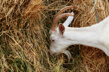 Goat eat fresh hay