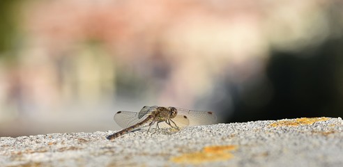 Closeup portrait of little dragonfly 