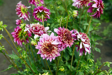 Pink Dahlia flowers on a summer day under the sun in the garden. Garden flowers.