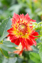 Red dahlia on a summer day under the sun in the garden close-up. Garden flowers.
