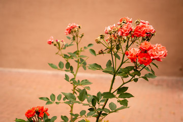 Rose bush on a light orange background. Small pink flowers. Romantic postcard.