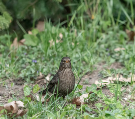 Blackbird perched on ground in the fores