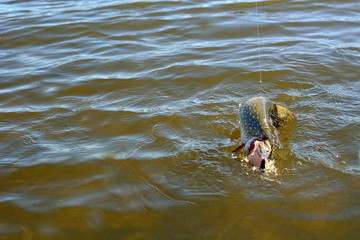 Summer fishing, pike fishing, spinning on the lake