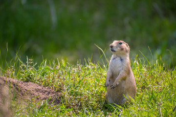 Prairie Dogs in Devils Tower National Monument, Wyoming