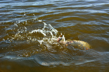 Fototapeta premium Summer fishing, pike fishing, spinning on the lake