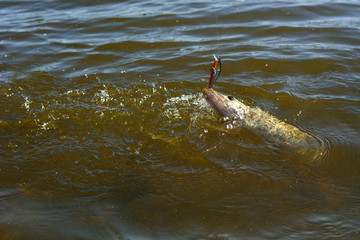 Fototapeta premium Summer fishing, pike fishing, spinning on the lake