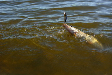 Obraz premium Summer fishing, pike fishing, spinning on the lake
