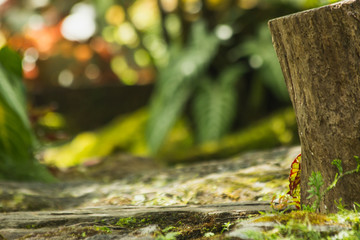 the leaf in nature abstract background, nature background and plant leaf
