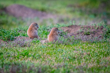 Prairie Dogs in Devils Tower National Monument, Wyoming