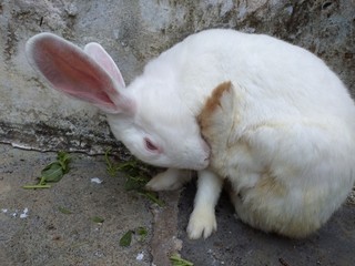 The beautiful view of the sleeping rabbit.