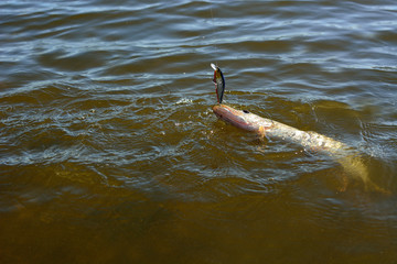 Summer fishing, pike fishing, spinning on the lake