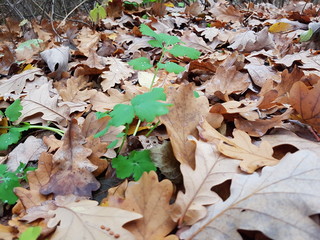 Oak leaves on the ground