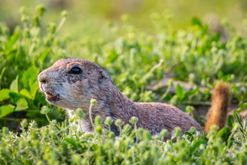 Prairie Dogs in Devils Tower National Monument, Wyoming