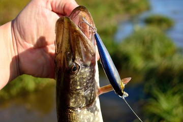 Summer fishing, pike fishing, spinning on the lake
