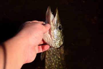 Summer fishing, pike fishing, spinning on the lake