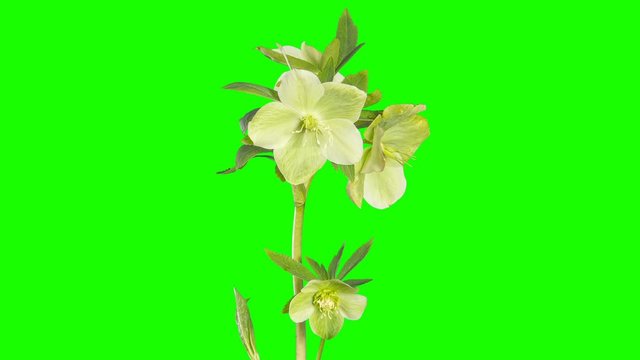 Green hellebore bloom buds green screen, FULL HD (Helleborus caucasicus)