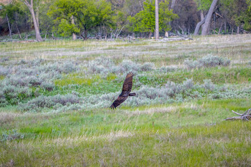 A large Turkey Vulture in Devils Tower National Monument, Wyoming