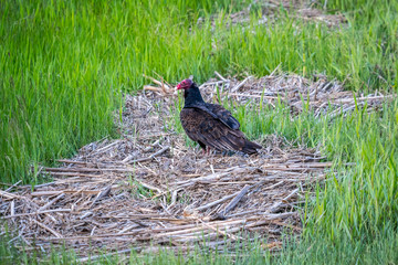A large Turkey Vulture in Devils Tower National Monument, Wyoming