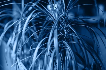 Dracaena-Pflanze in blauer Farbe. © Oleksii Halutva
