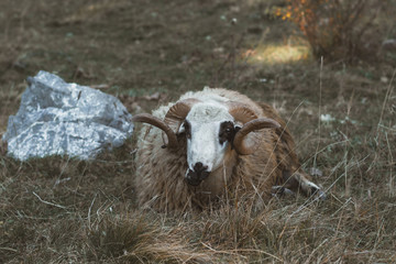 portrait of resting ram with circle horns laying on wild field and eating grass