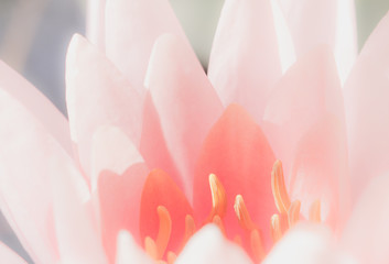 the pink lotus flower in macro view, macro of flower