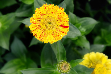 Yellow zynia in the summer garden close-up. Garden flowers.