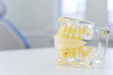 artificial transparent jaw lies on the table