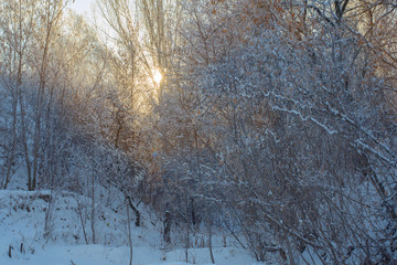 Winter sunny landscape with blue sky and branches in hoarfrost