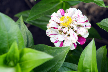 Close-up of white-pink zinnia in the summer garden. Garden flowers.