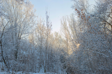 Winter sunny landscape with blue sky and branches in hoarfrost