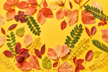 Multicolored leaves greeting autumn frame with soft shadows.