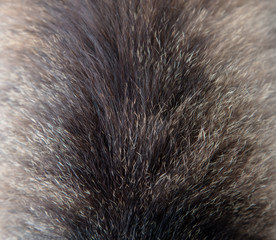 Cat hair as an abstract background