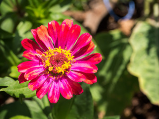 Zinnia pink in the daytime sunlight