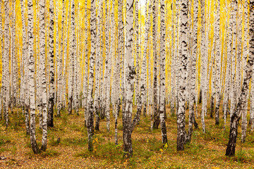 Birch forest in autumn. October