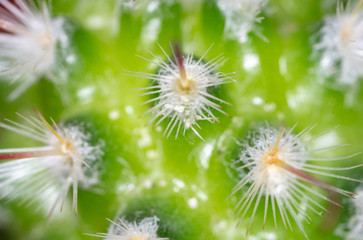 Detail of a cactus as a background