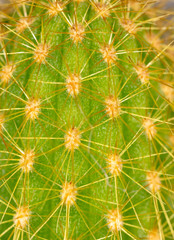Obraz premium Detail of a cactus as a background