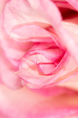 Fototapeta na wymiar Petals of a pink rose as a background