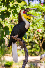 Wreathed Hornbill bird in Bali Island Indonesia
