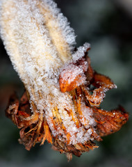 White snowflakes on a flower on nature