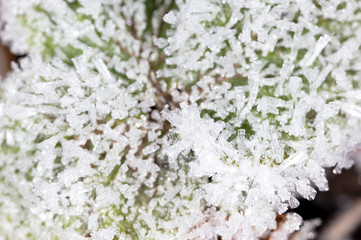 White snowflakes on a green leaf of grass as an abstract background