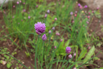 Fresh purple chives flower ,or Wild Chives, Flowering Onion, Garlic Chives, Chinese Chives, Schnitt Lauch blossoms in the spring organic herb garden.Nature concept.