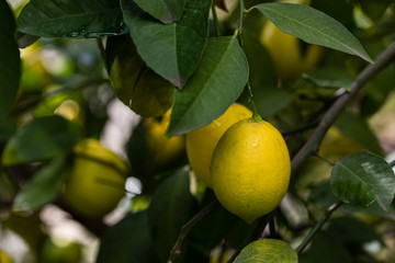 Lemons on the tree branch