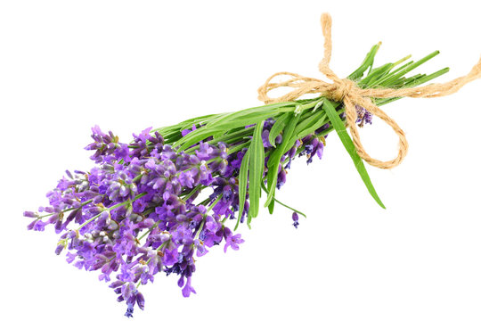 Lavender Flowers Isolated On White Background. Bunch Of Lavender Flowers.