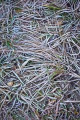 Hoarfrost on the grass as an abstract background