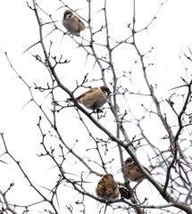 A flock of sparrows on the branches of a tree