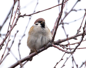 Sparrow on the branches of a tree